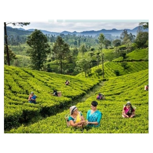 izobrazenie_whatsapp_2025-11-03_v_10_08_38_d0c8c7c5